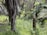 A lush, green jungle scene with tall palm trees and dense undergrowth. Various shades of green dominate the landscape, with thick foliage and large fronds creating a rich and vibrant natural environment.