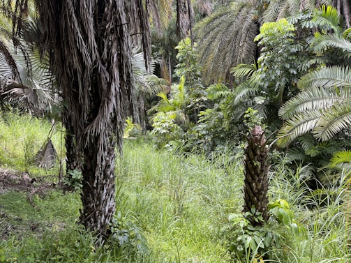 A lush jungle landscape in Amazonas showcasing rich greenery.