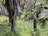 A lush, green jungle scene with tall palm trees and dense undergrowth. Various shades of green dominate the landscape, with thick foliage and large fronds creating a rich and vibrant natural environment.