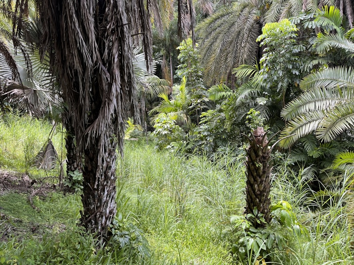 A lush, green jungle scene with tall palm trees and dense undergrowth. Various shades of green dominate the landscape, with thick foliage and large fronds creating a rich and vibrant natural environment.