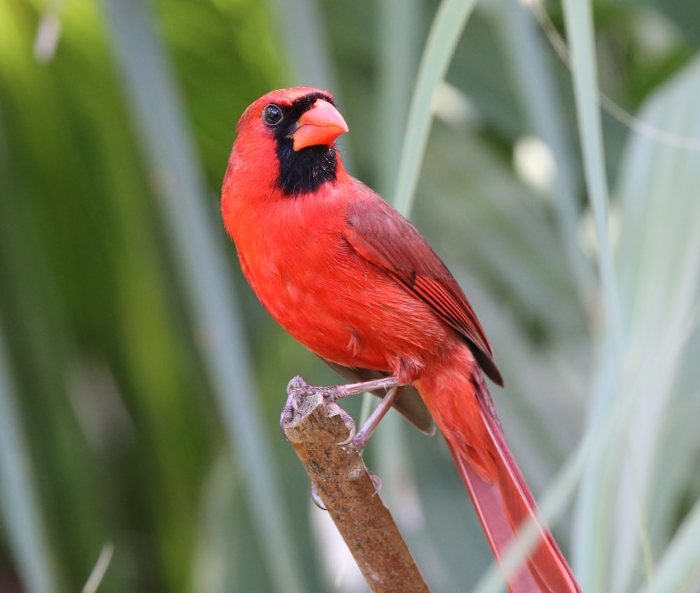 a red bird sitting on top of a tree branch