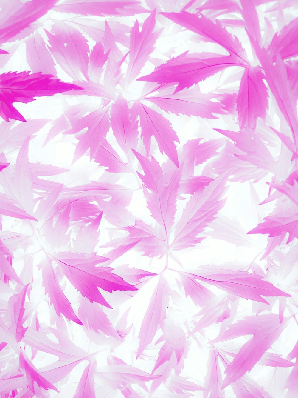 a group of pink leaves floating in the air