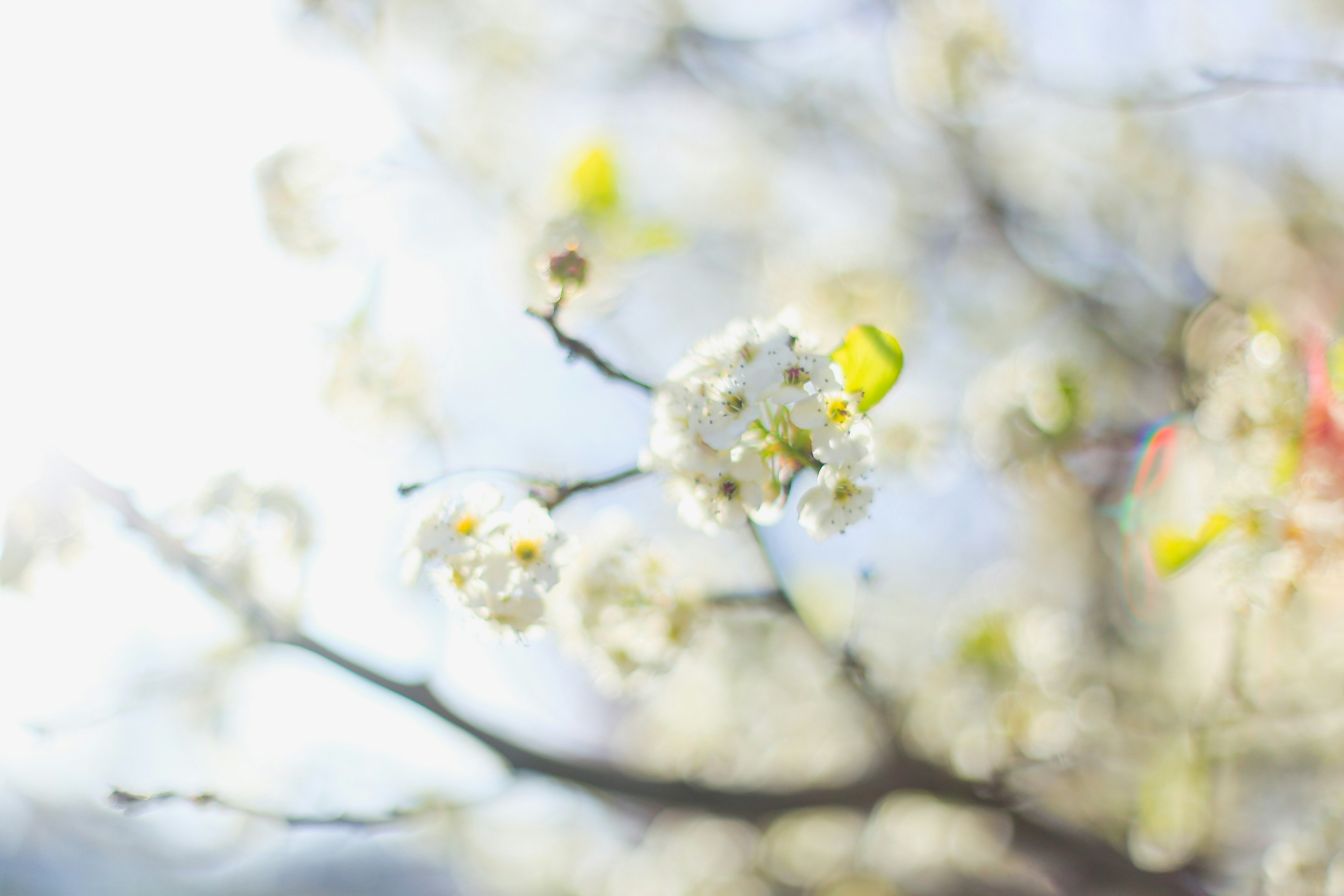 Photo by jessicalfadel