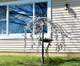 An ornamental tree with drooping branches covered in small flowers stands on a well-maintained lawn. Behind it, a house features beige siding and a large window reflecting the blue sky and tree branches. A lantern is mounted on the house wall, casting a shadow.