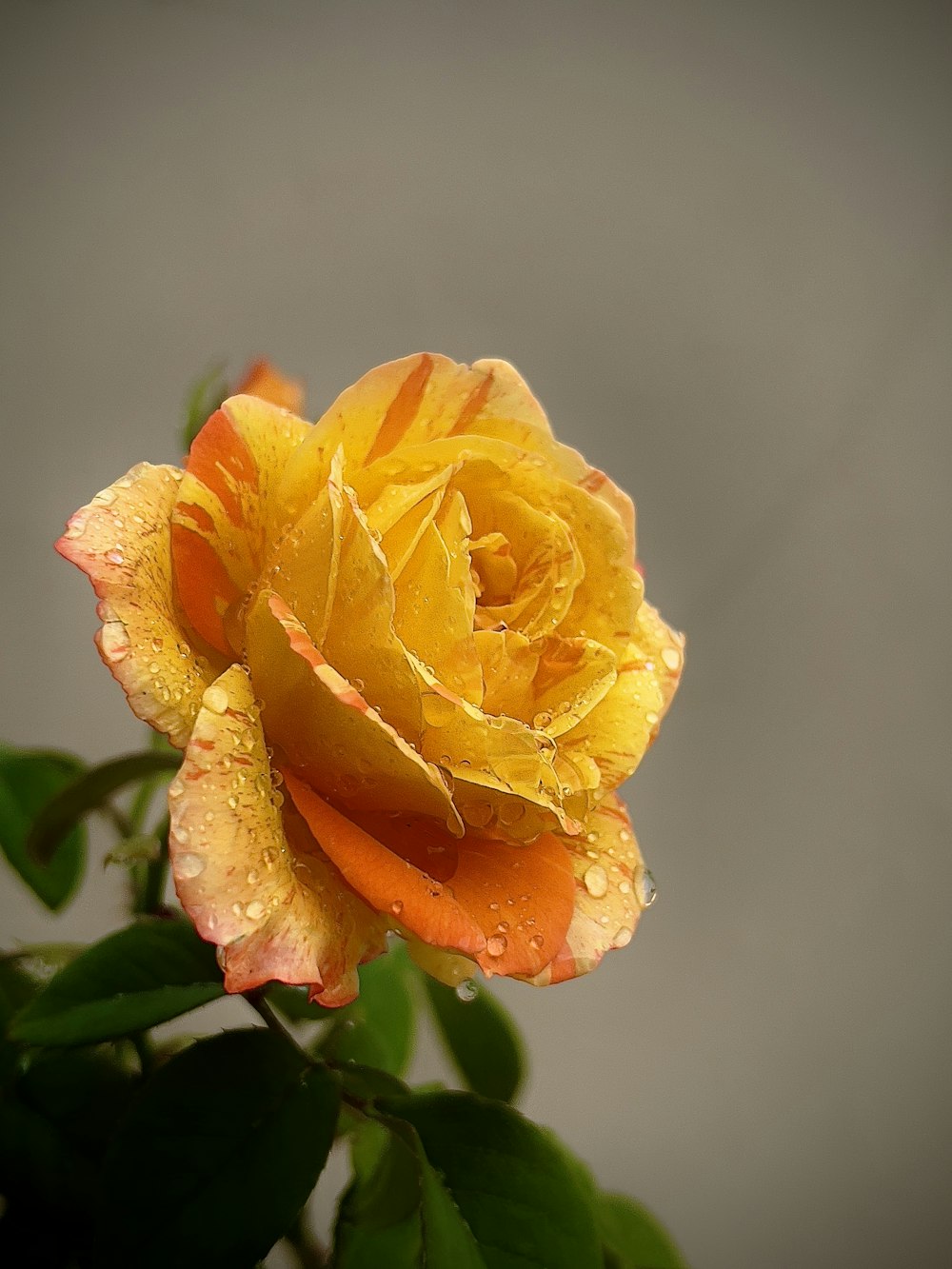 une rose jaune avec des gouttelettes d’eau dessus