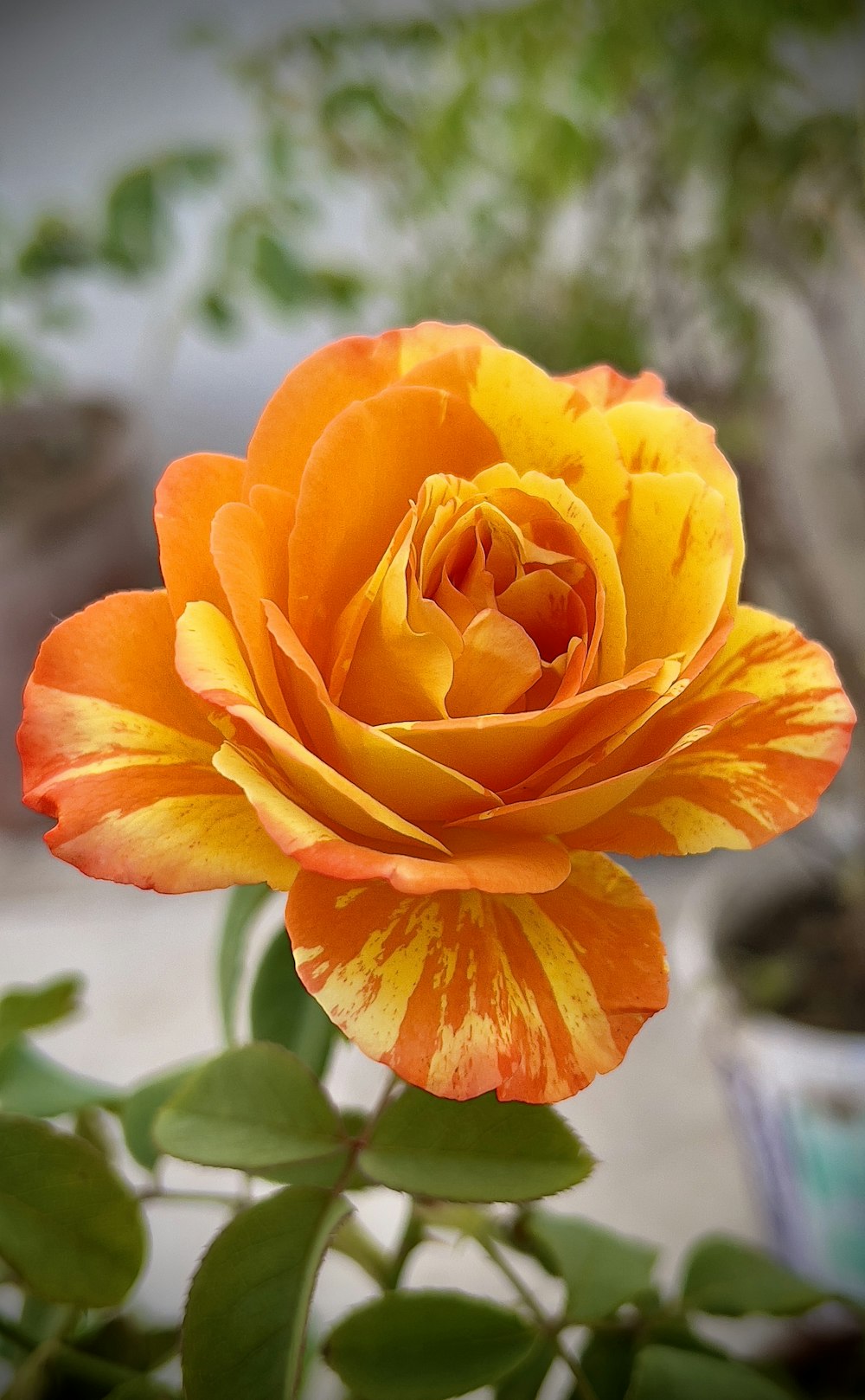 a close up of a yellow and orange flower