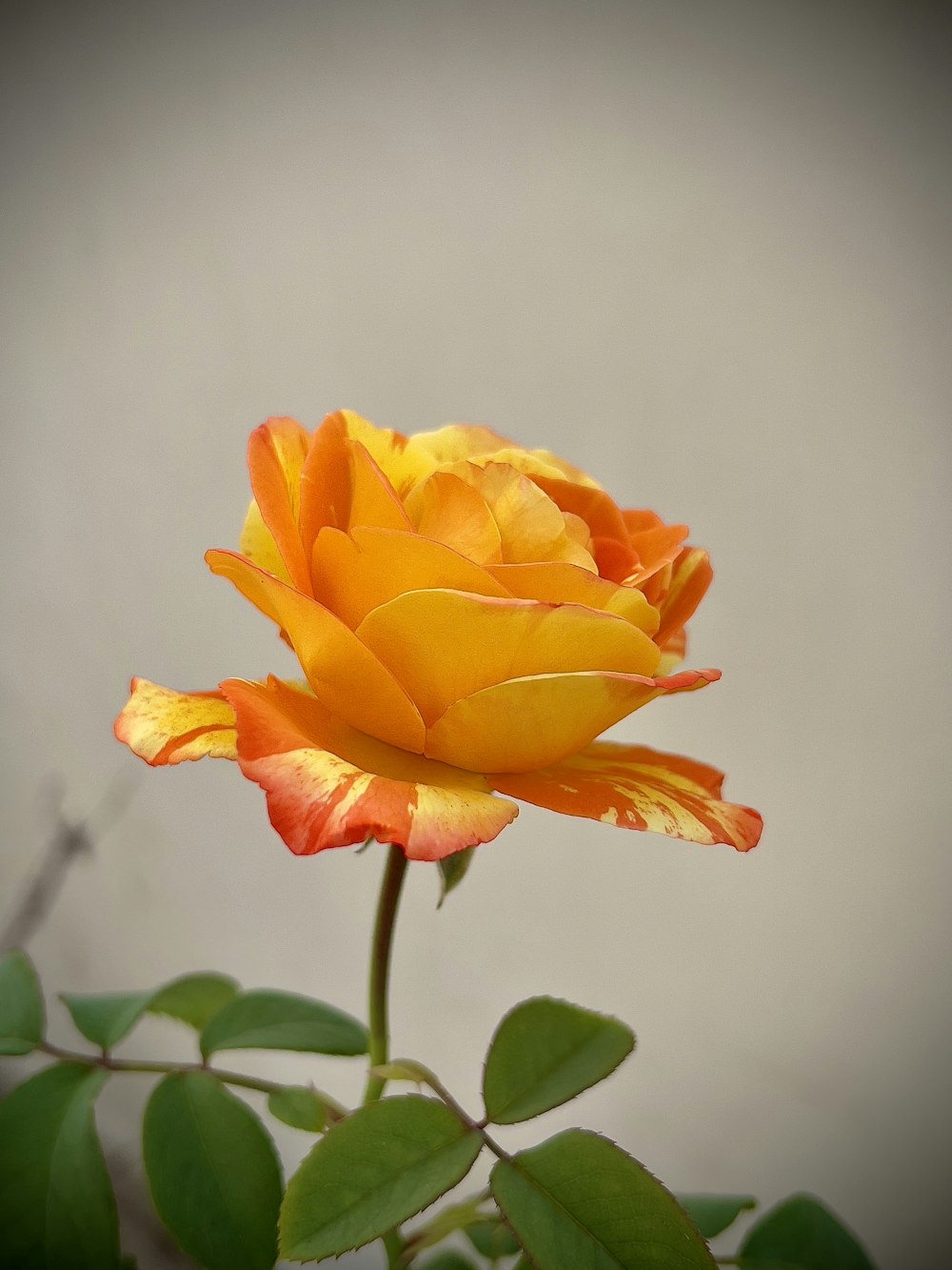 a yellow and orange rose with green leaves