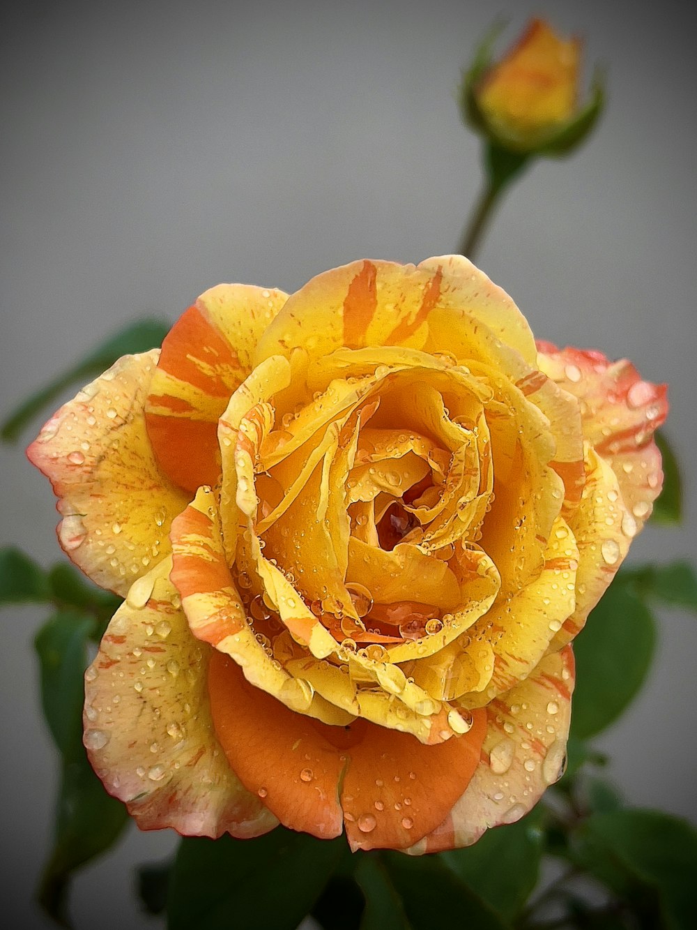 uma rosa amarela com gotículas de água sobre ela