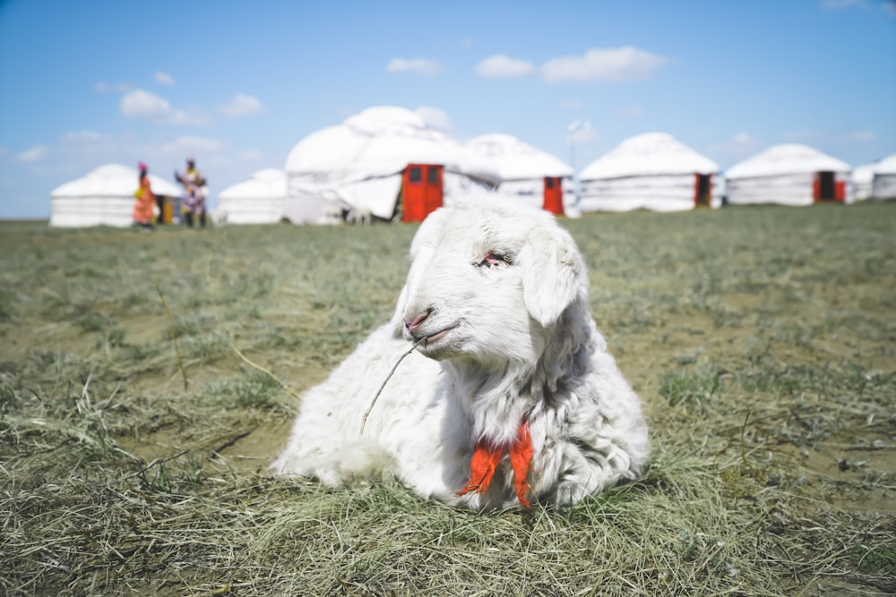Una capra bianca che giace sopra un campo coperto di erba