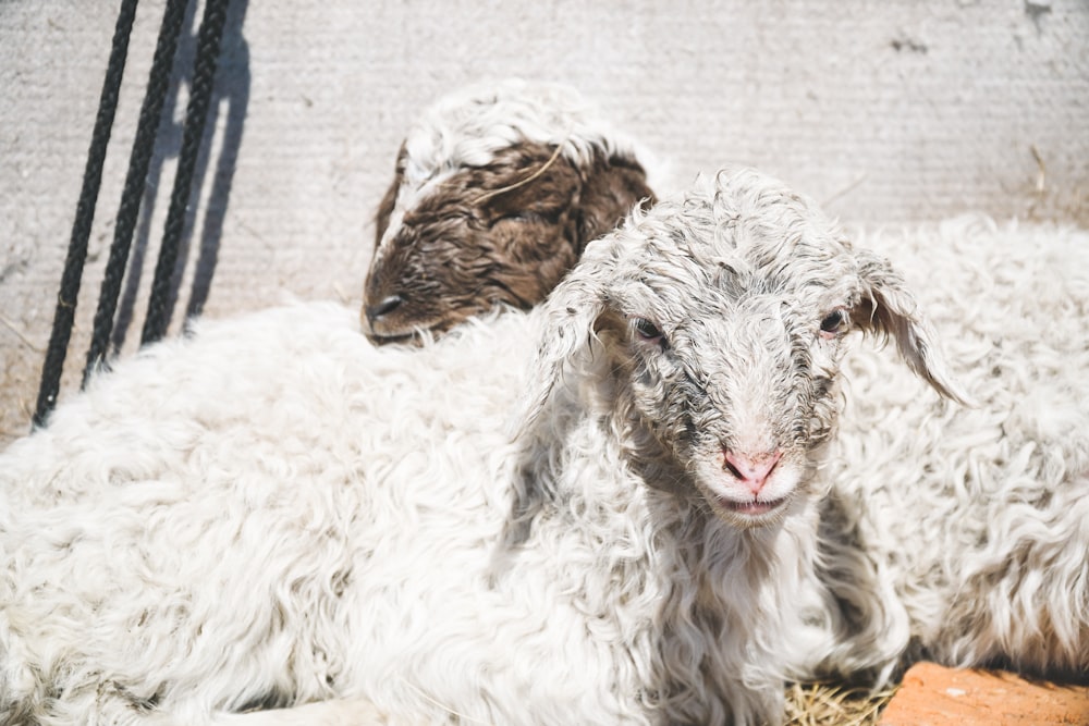 a couple of sheep laying next to each other