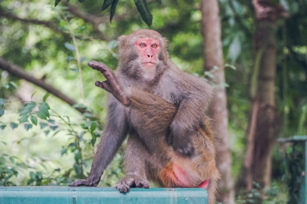 a monkey sitting on top of a blue box