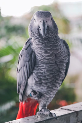 a parrot sitting on top of a wooden fence