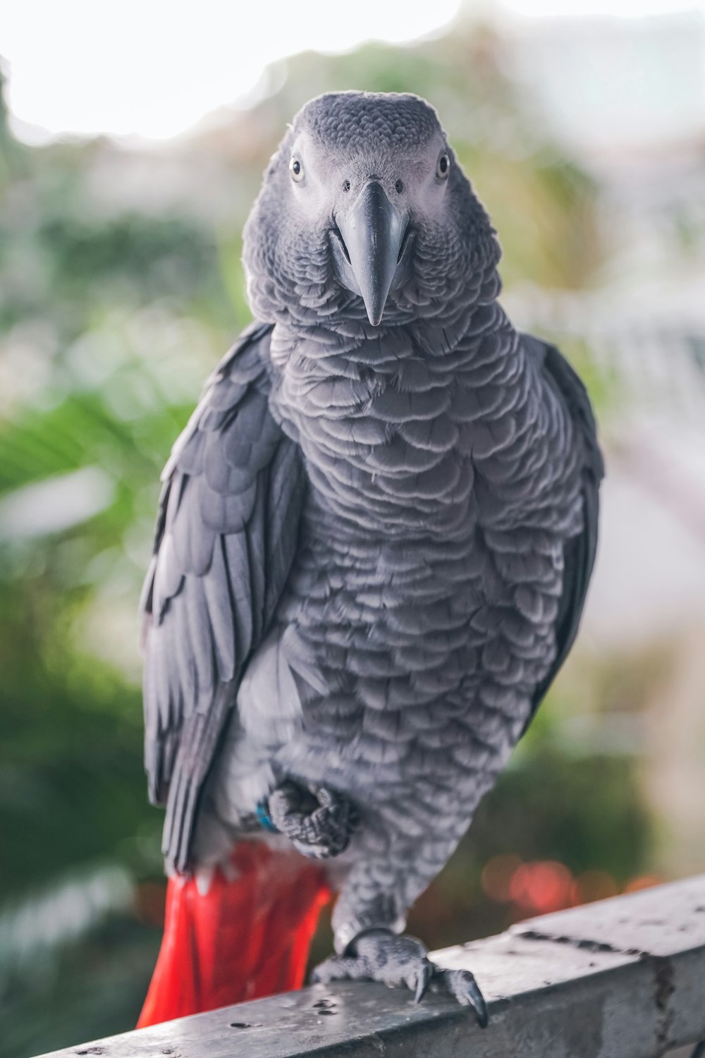 a parrot sitting on top of a wooden fence