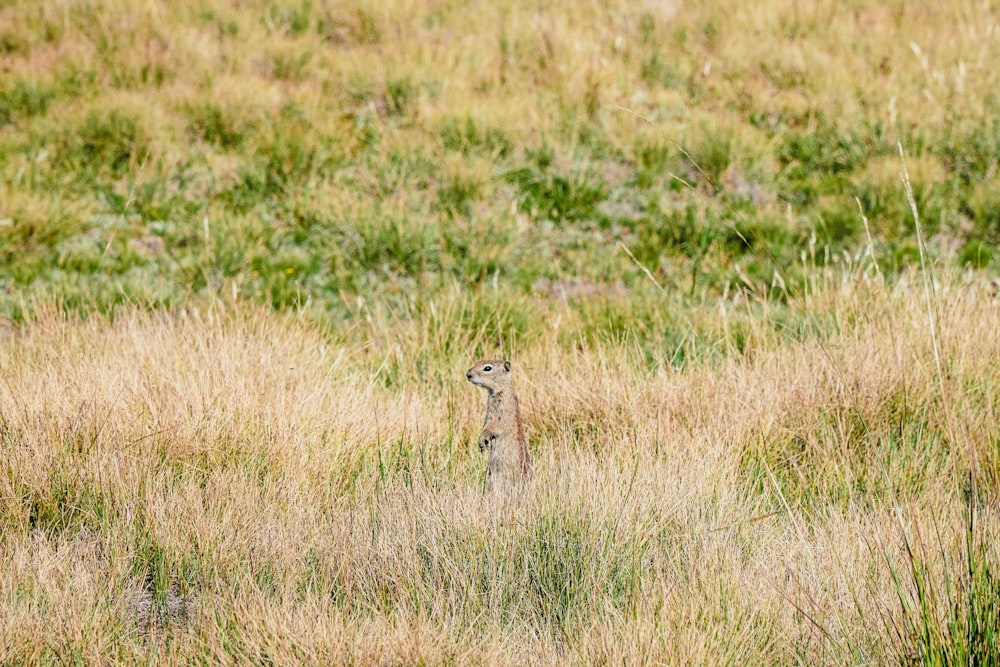 a small animal standing in a field of tall grass