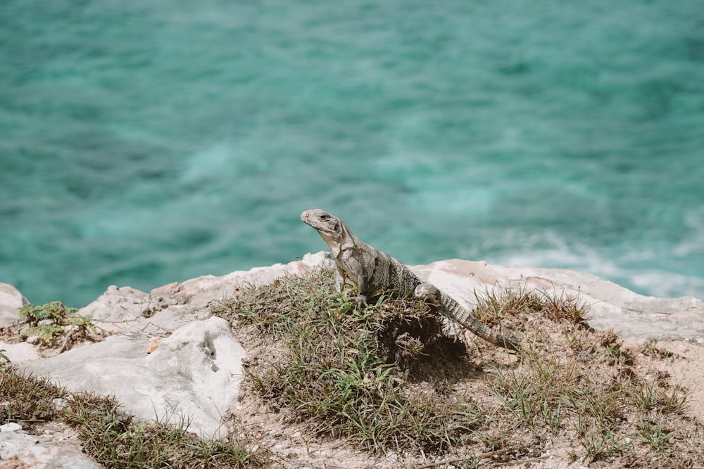 a lizard sitting on top of a rock next to the ocean