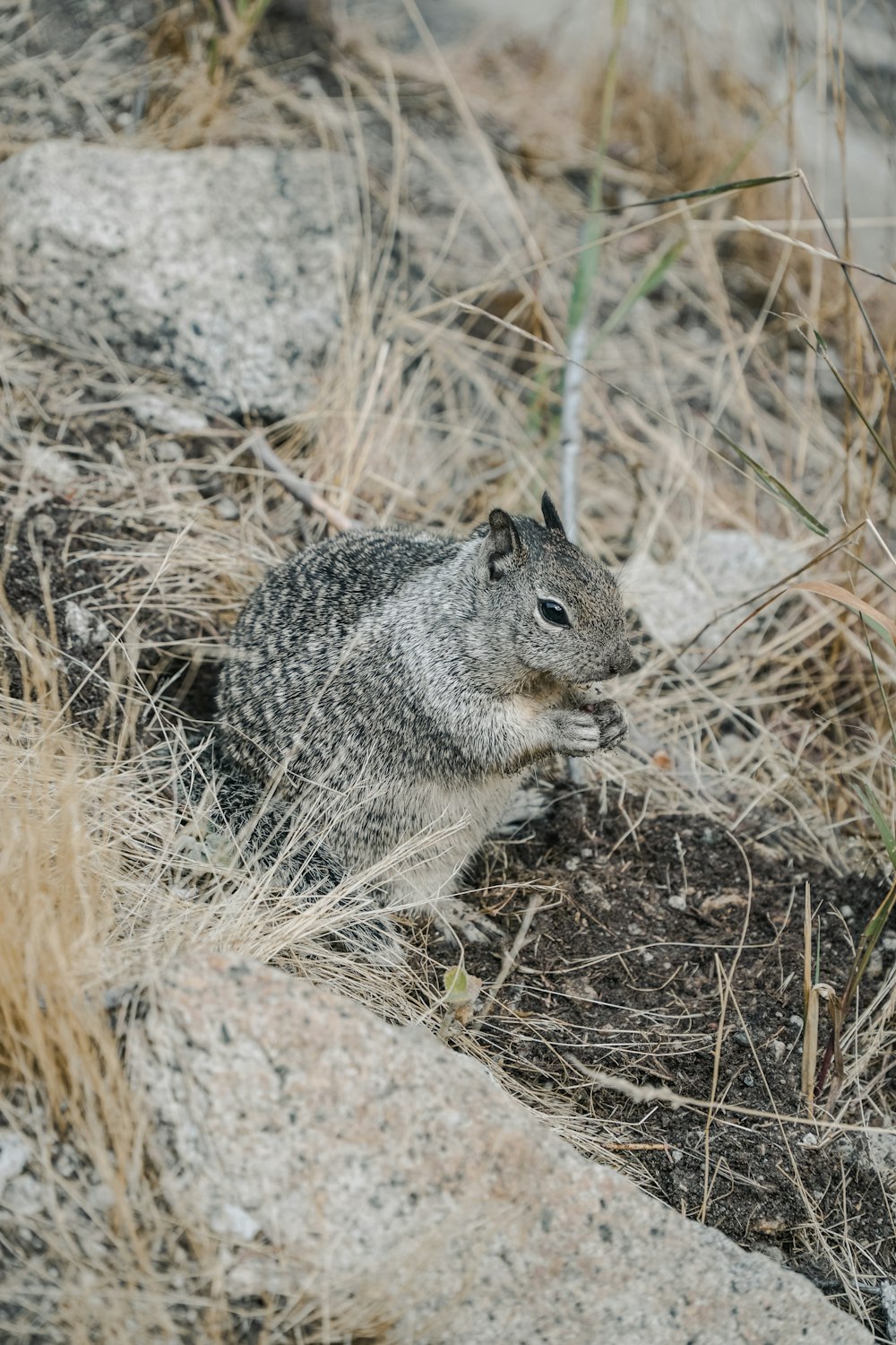 a small squirrel sitting on top of a rocky hillside
