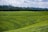 Expansive green fields extend across the landscape, with numerous individuals scattered throughout, appearing to be engaged in agricultural activities. The fields are neatly divided, and a line of trees runs along the horizon, separating the farmland from a partly cloudy sky.