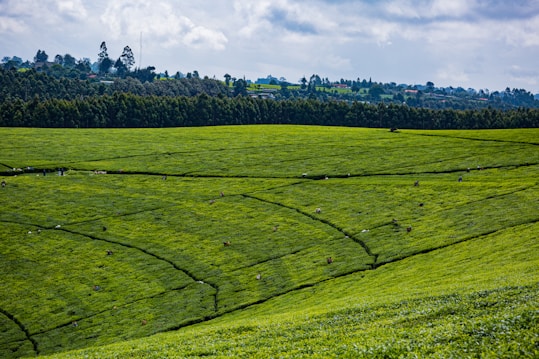 Expansive green fields extend across the landscape, with numerous individuals scattered throughout, appearing to be engaged in agricultural activities. The fields are neatly divided, and a line of trees runs along the horizon, separating the farmland from a partly cloudy sky.