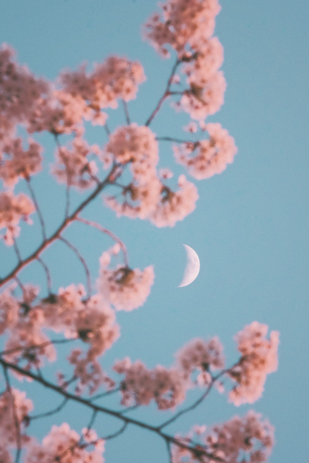 the moon is seen through the branches of a cherry blossom tree