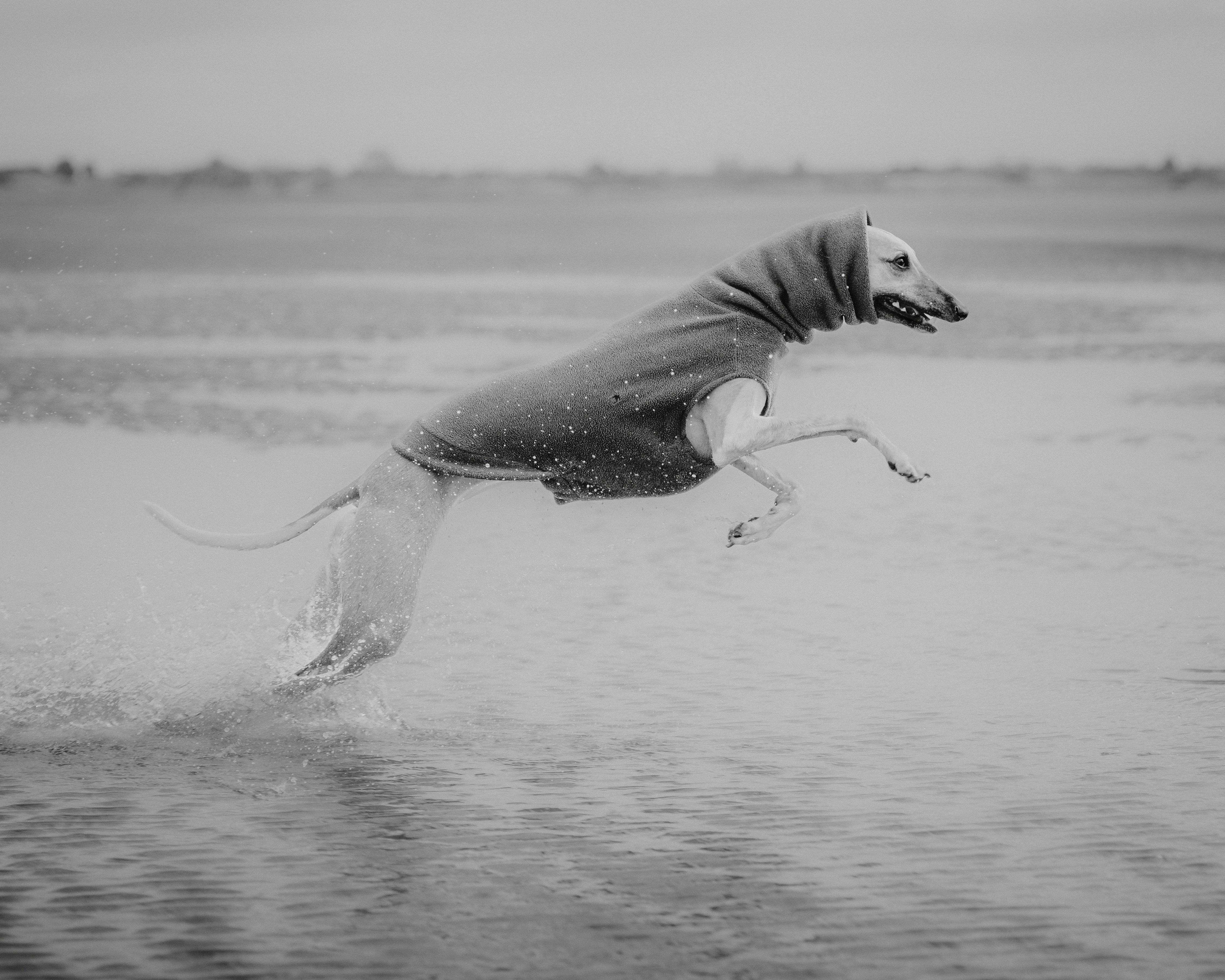 a dog running in the water on a beach