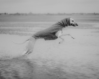 A dog wearing a snug, fitted coat leaps joyfully through shallow water, creating splashes around its paws. The image is in black and white, giving it a timeless and elegant feel with a serene, expansive background.