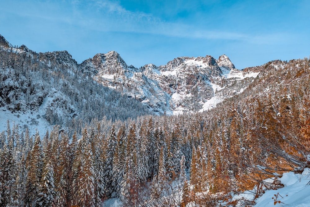 a snow covered mountain with trees in the foreground