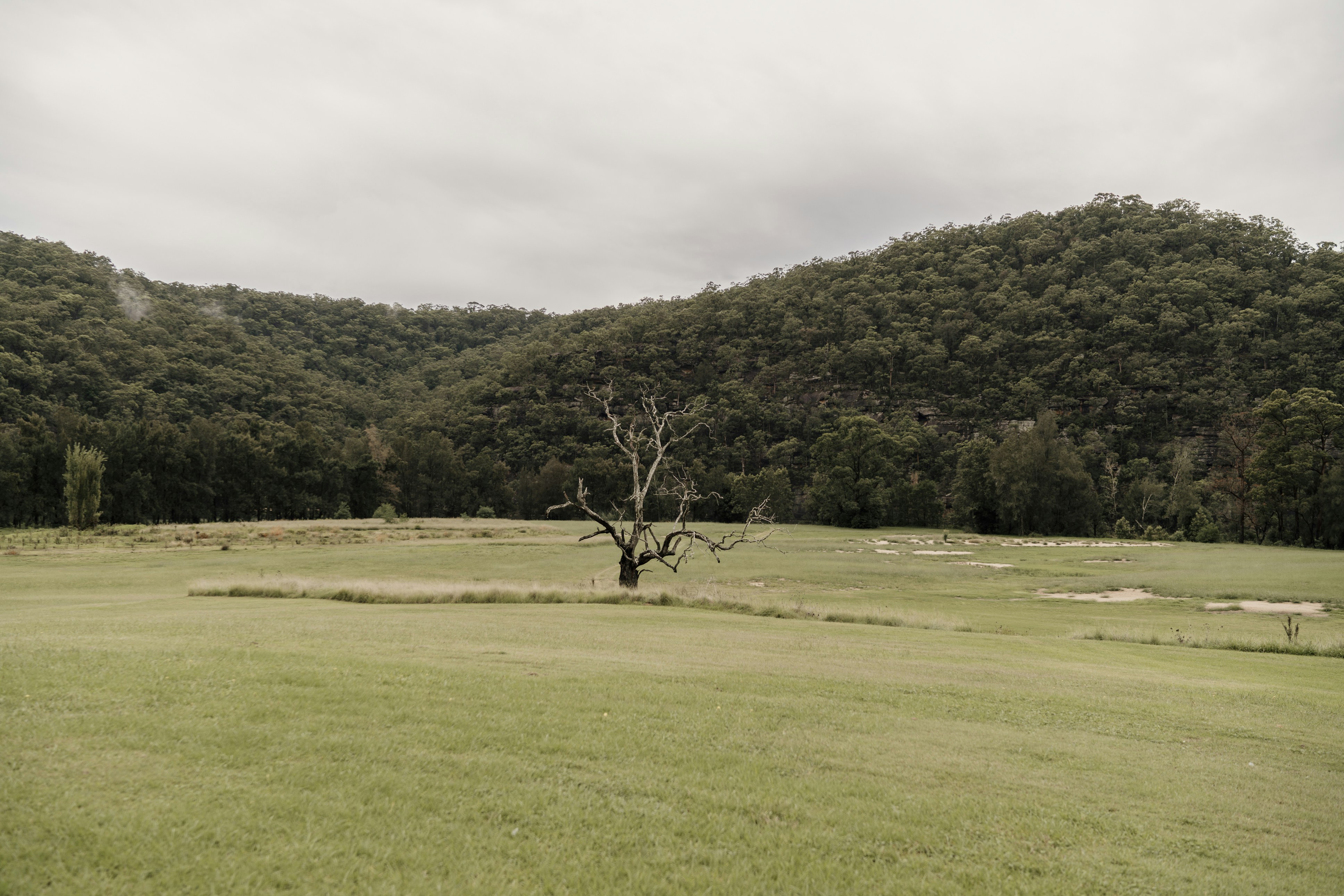野原の真ん中にある一本の木