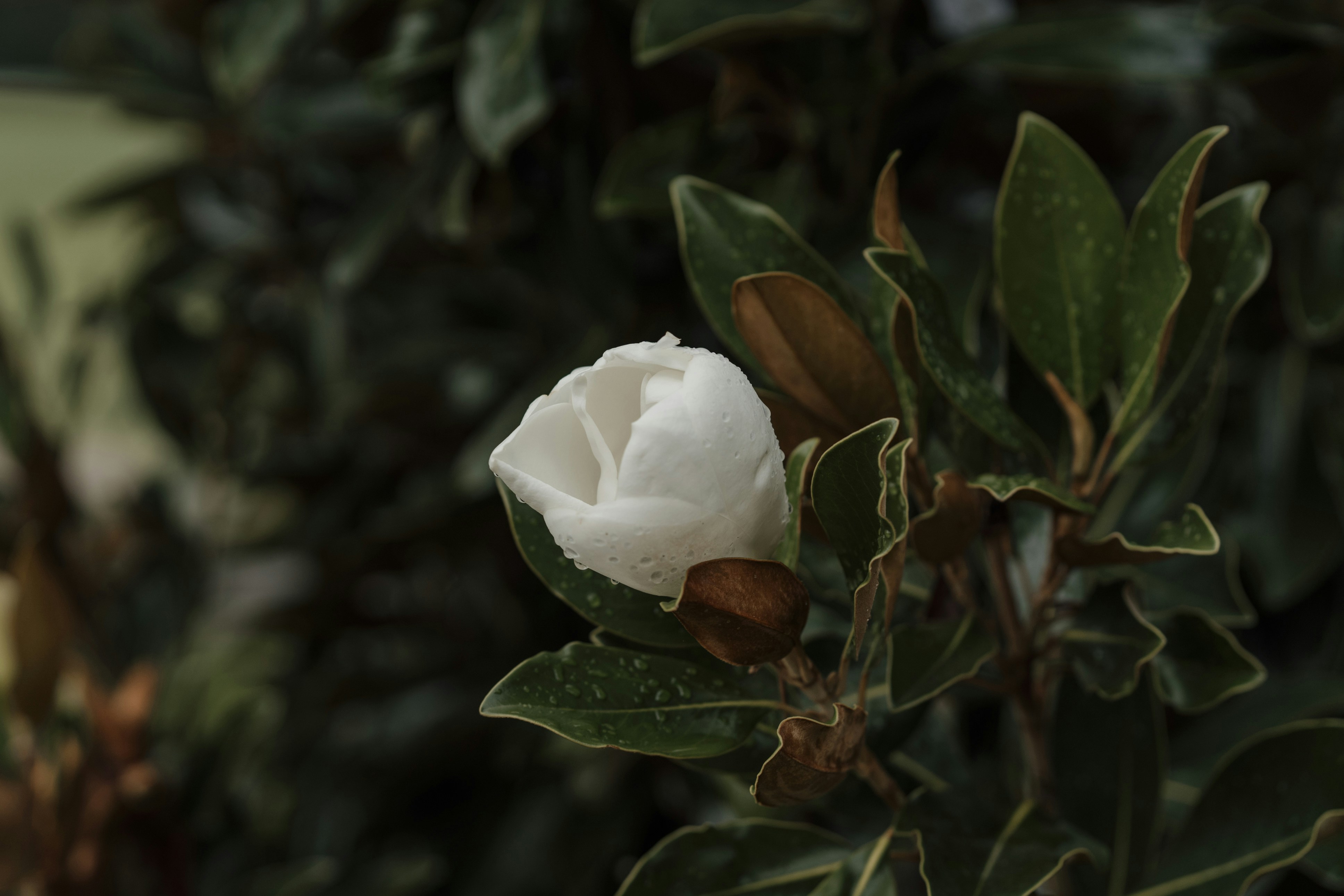 Photo by nerissa_j_photography