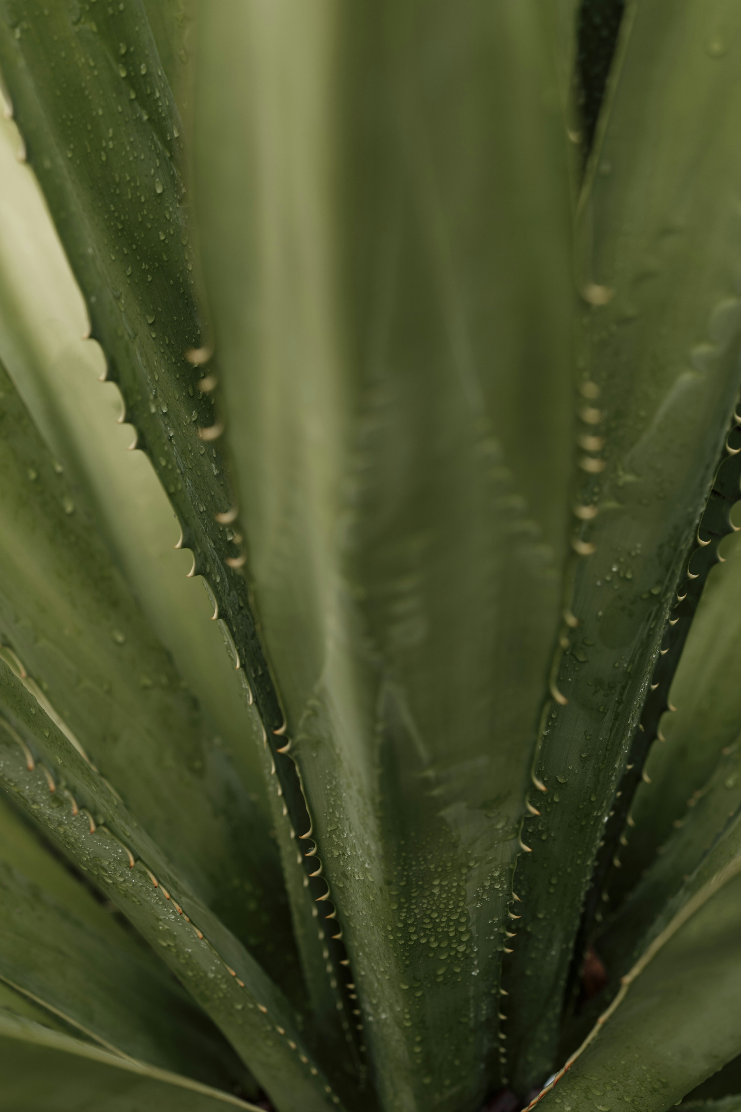 Photo by nerissa_j_photography