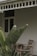 Large green banana leaves are prominent in the foreground with a rustic porch in the background. The porch features wooden furniture, including chairs and a table, set against a light-colored wall with a decorative railing above.