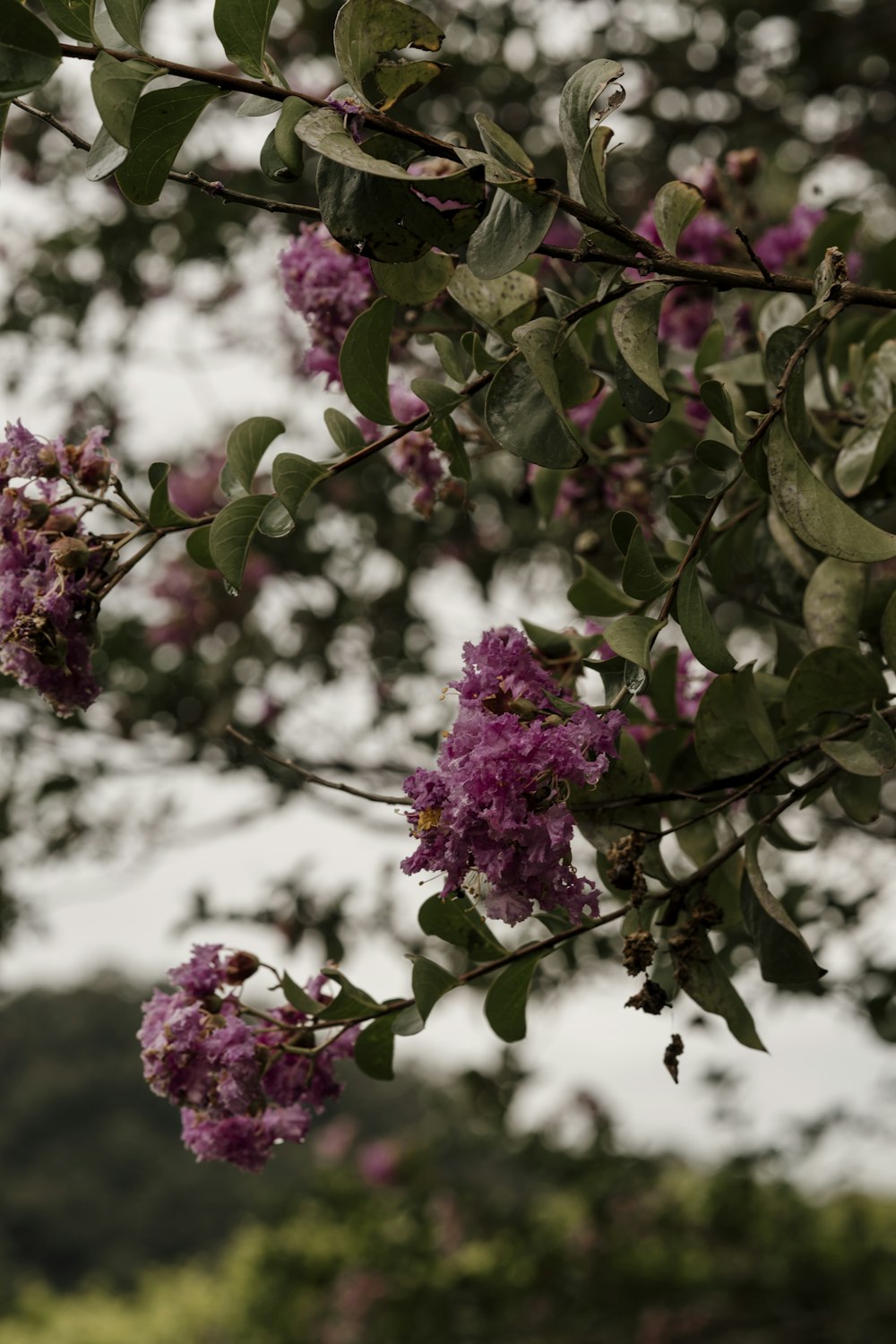 a bunch of purple flowers hanging from a tree