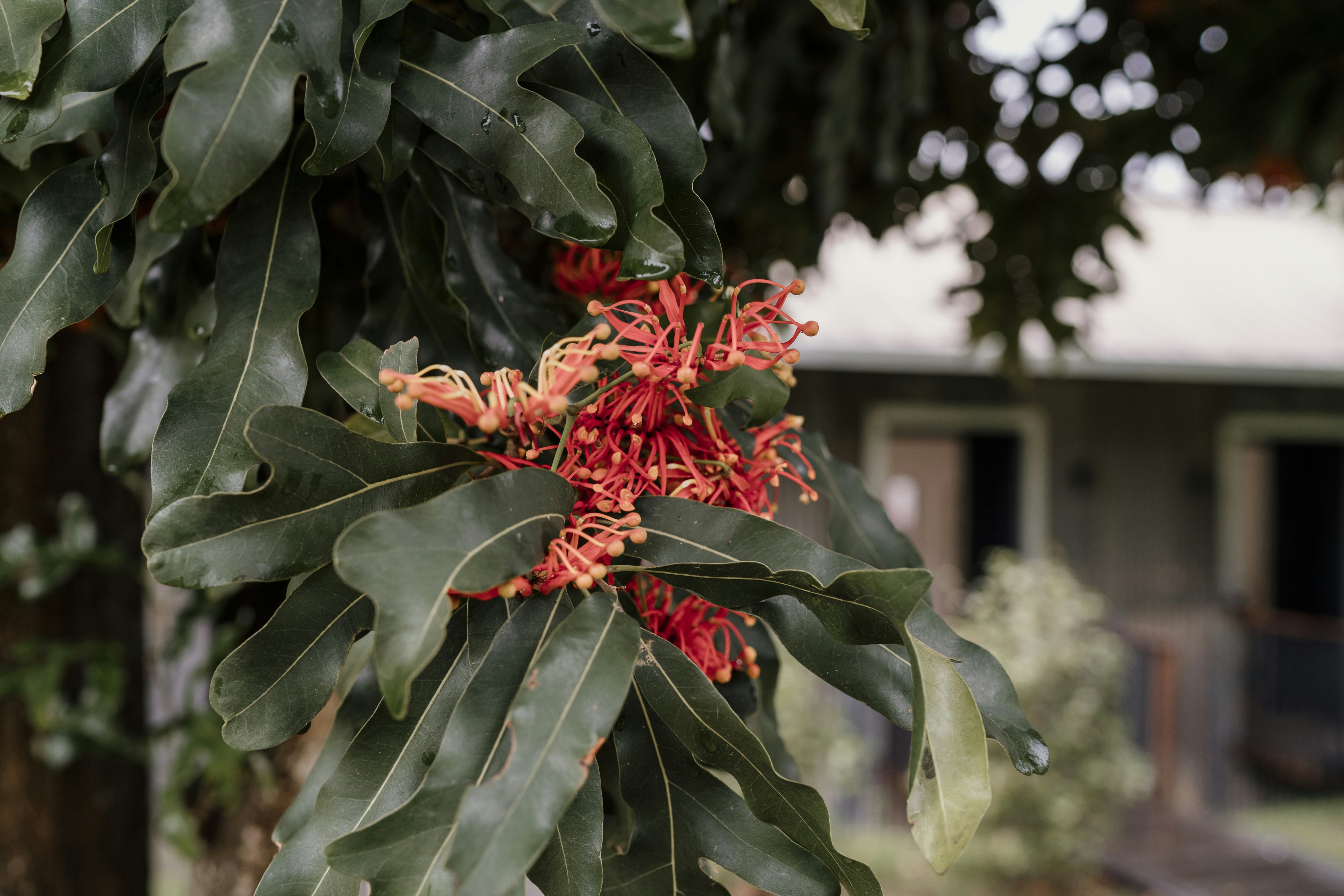 A close up of a tree with red flowers photo – Free Hawkesbury river ...