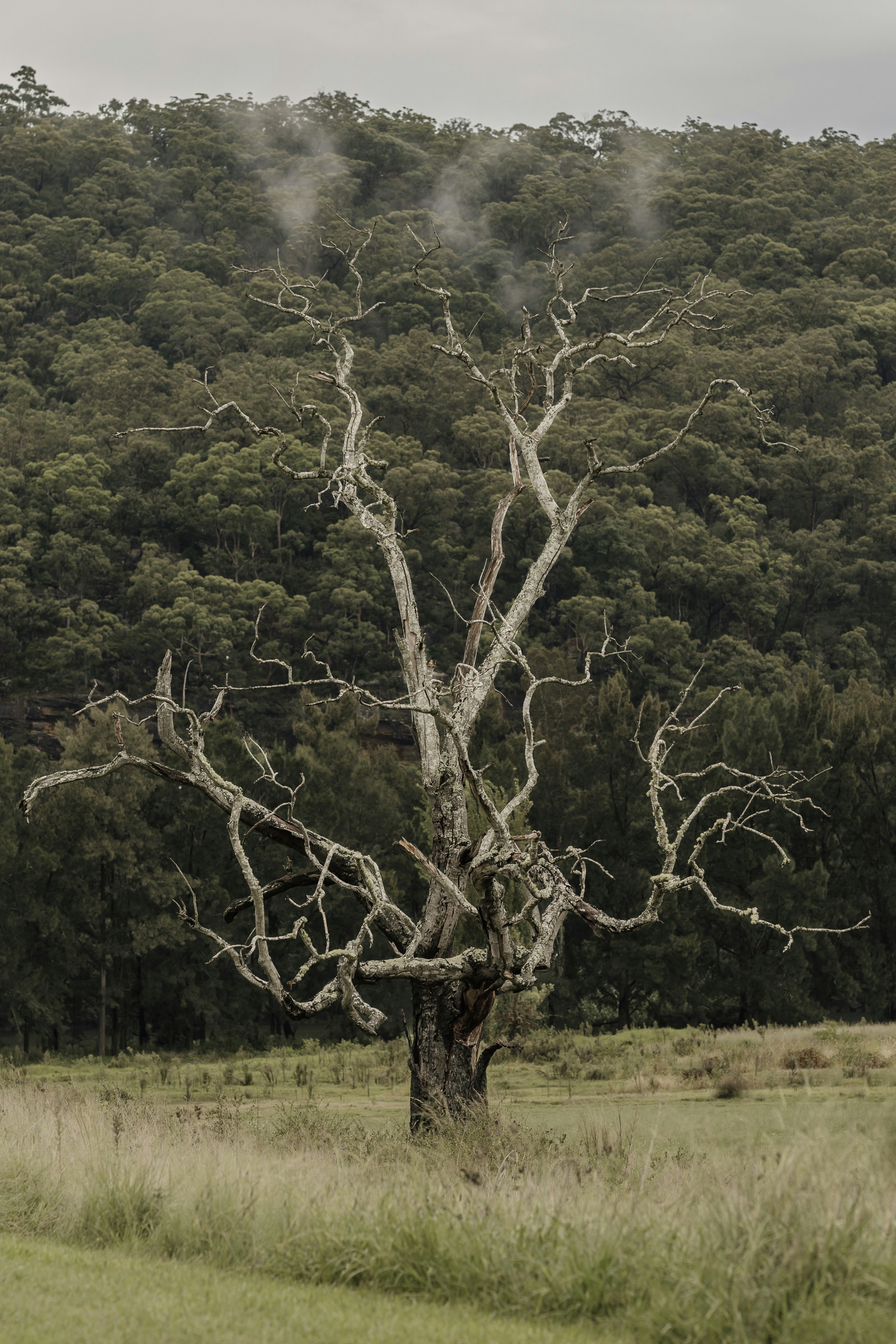 a dead tree in a field with a mountain in the background