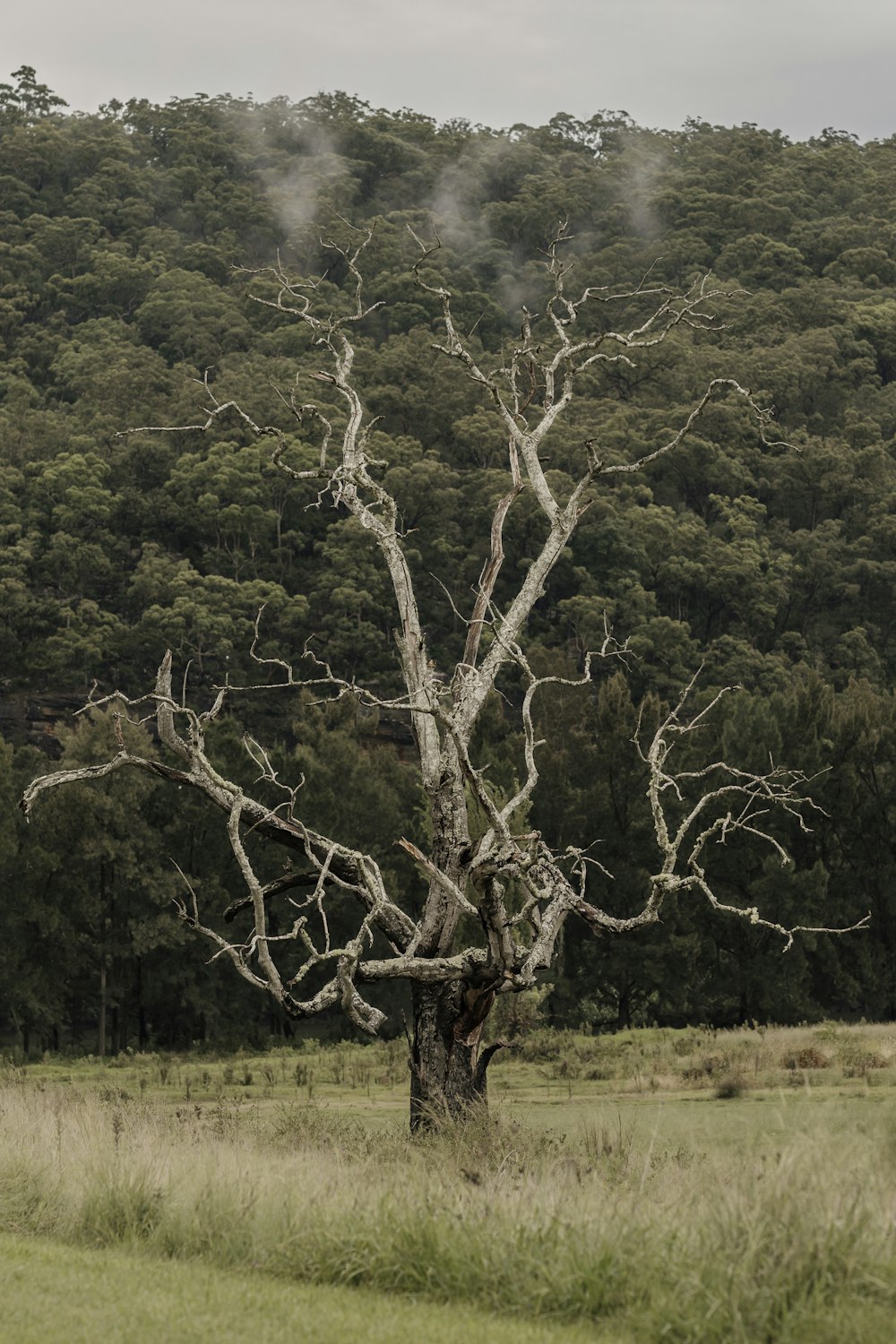 a dead tree in a field with a mountain in the background