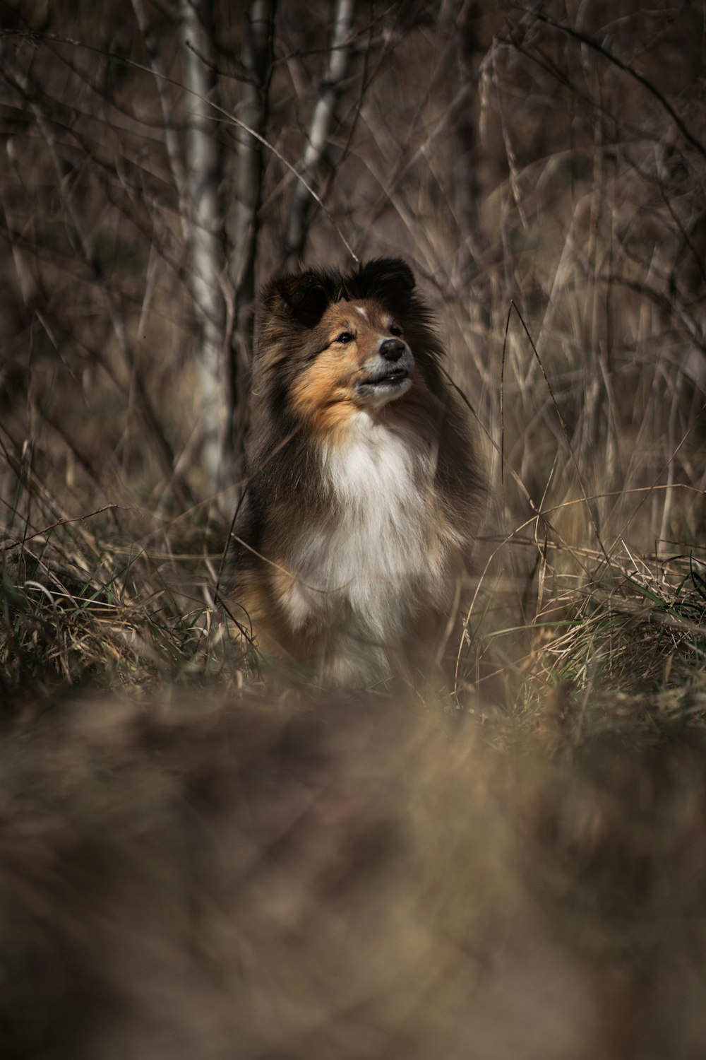 a brown and white dog standing in a forest