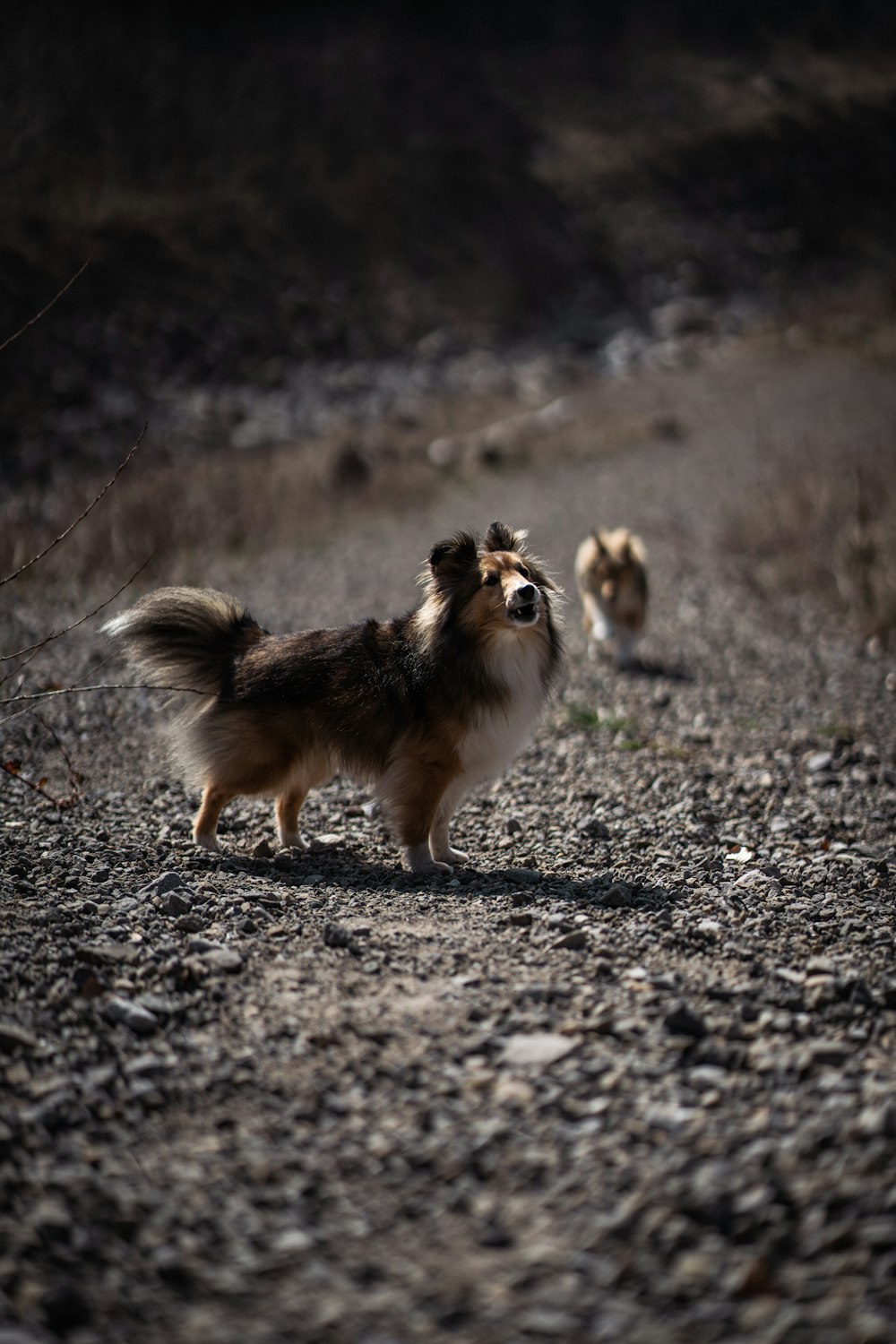 two small dogs walking down a dirt road