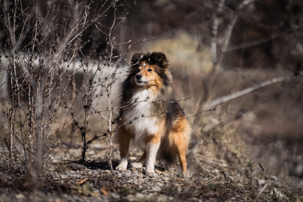 a brown and white dog standing next to a bush