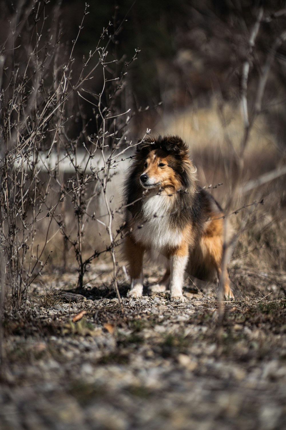 a brown and white dog standing next to a bush