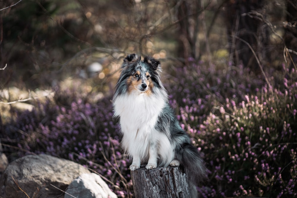 a dog sitting on top of a tree stump