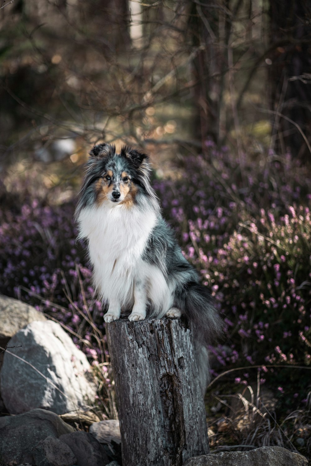 a small dog sitting on top of a tree stump