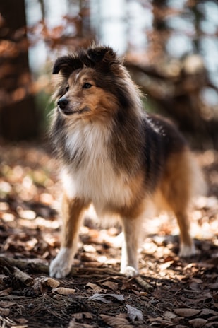 A fluffy and alert dog with a long coat stands amidst a forest floor covered with dry leaves. The background is blurred with tree trunks and branches, creating a natural woodland setting.