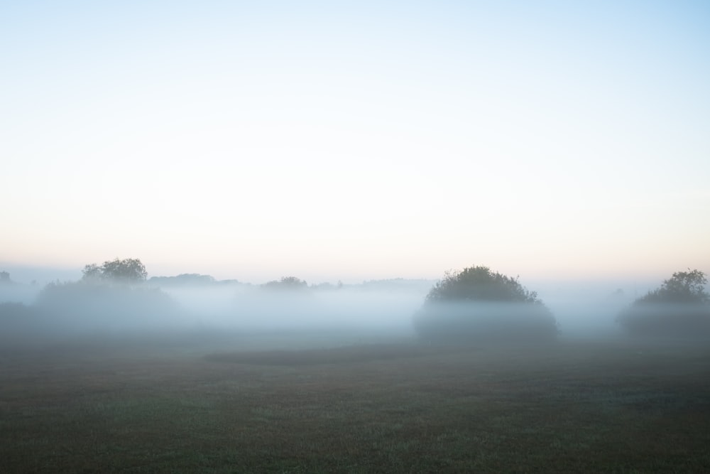 a foggy field with trees in the distance