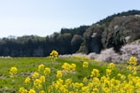 Blooming soba flowers in a sunlit field at the mountain foothills