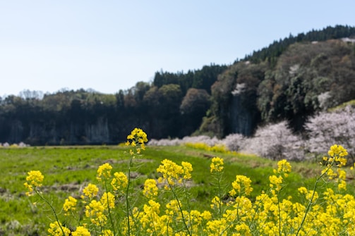 Blooming soba flowers in a sunlit field at the mountain foothills