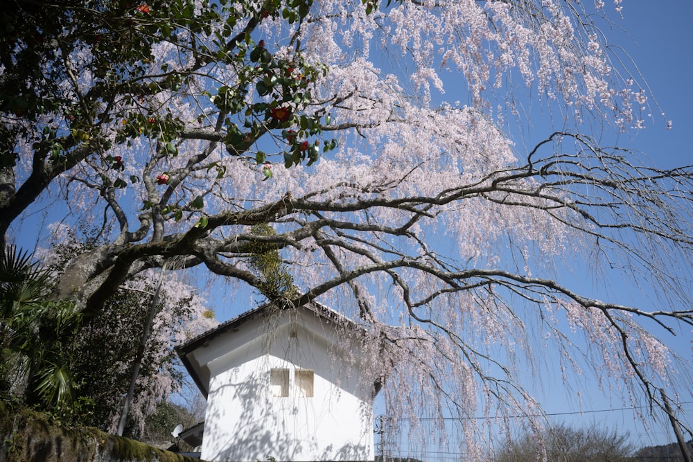 白い建物の前にピンクの花が咲く木