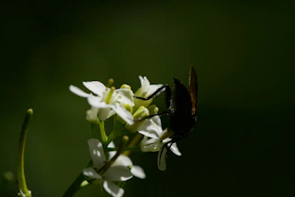 A calm, minimalistic image of a single bee perched on a delicate flower against a dark background.