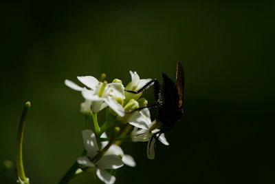 A calm, minimalistic image of a single bee perched on a delicate flower against a dark background.