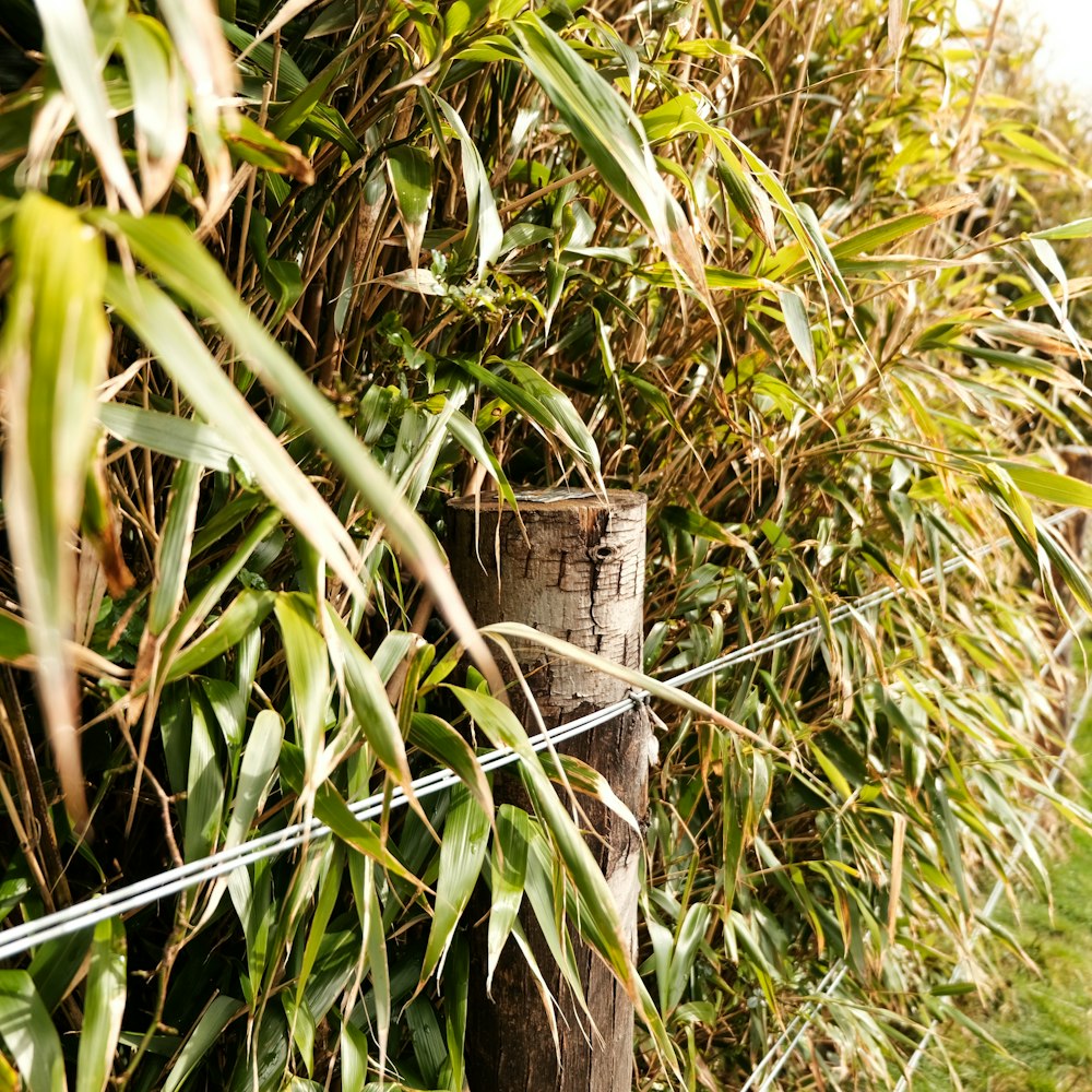 a wooden post in the middle of a field