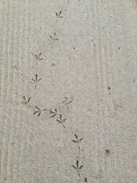 a picture of a bird's footprints in the sand