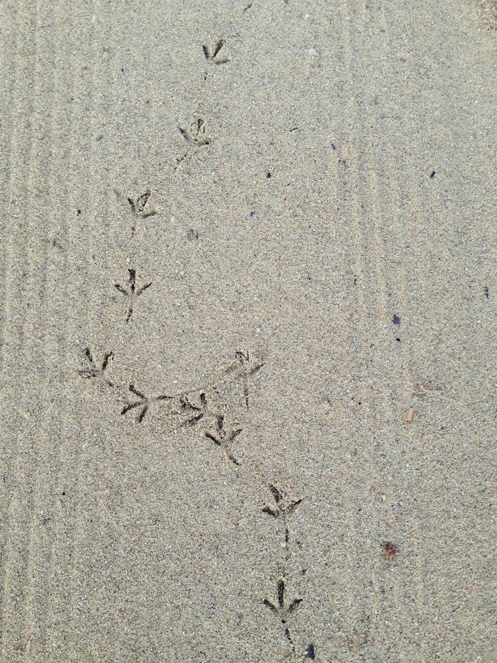 Un'immagine delle impronte di un uccello nella sabbia